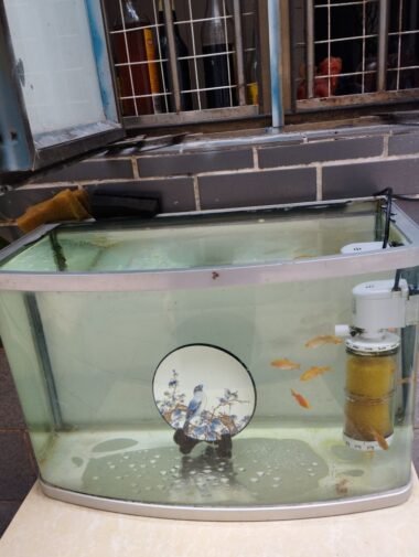 路地の展示品。メインは金魚か皿か？ 