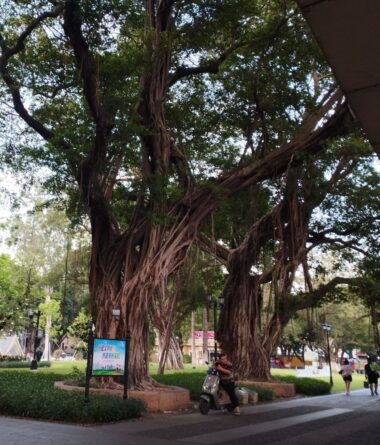生命力溢れる沙面の街路樹