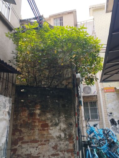 広州の植物は元気いっぱい